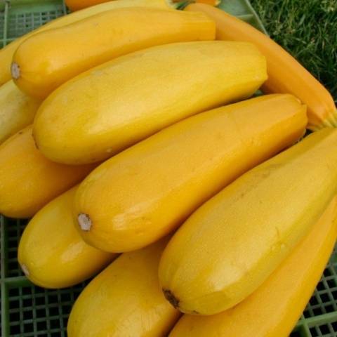 Zucchini - small varieties