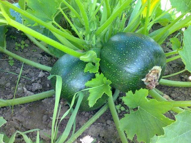 Zucchini - small varieties