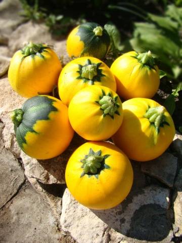 Zucchini - small varieties