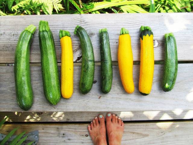 Zucchini &#8211; small varieties