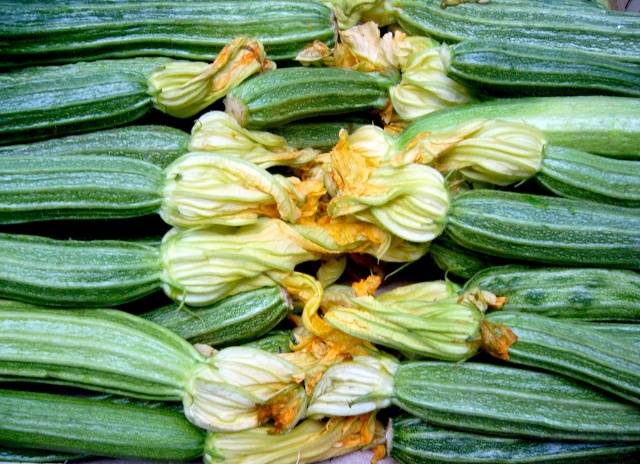 Zucchini &#8211; small varieties