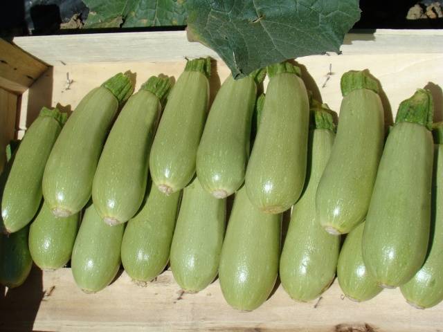 Zucchini - small varieties