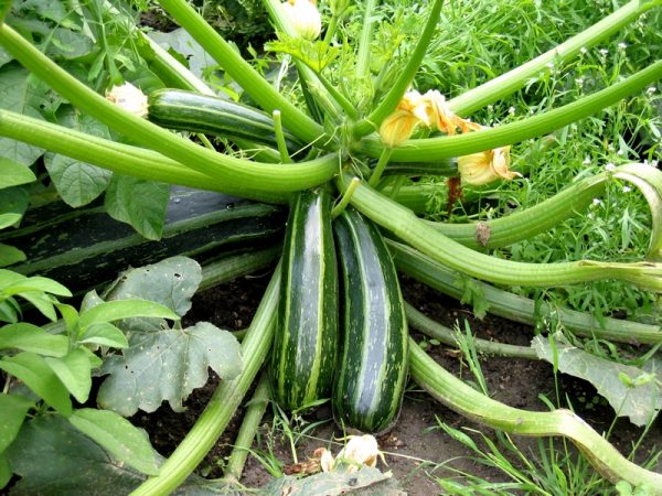 Zucchini and zucchini: how are they different and how are they similar?