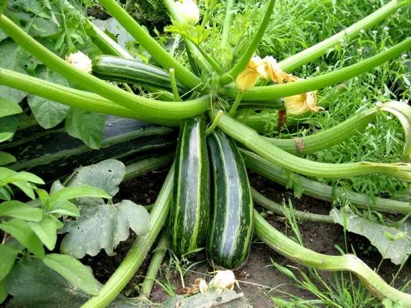 Zucchini and zucchini: how are they different and how are they similar?