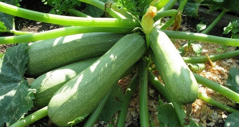 Zucchini Aral F1