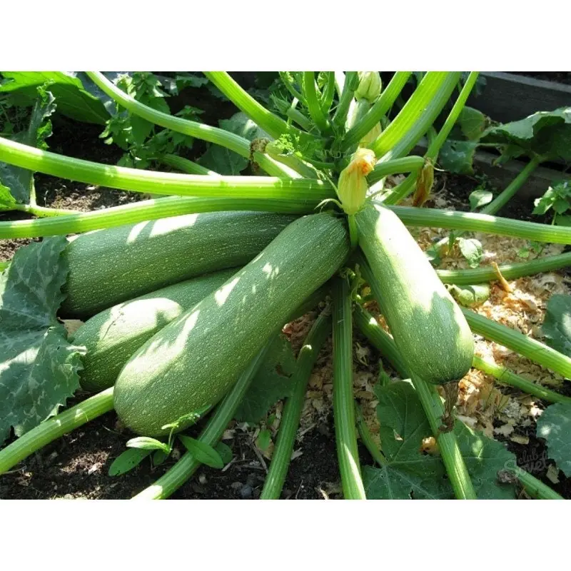 Zucchini Aral F1