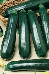 Zucchini Black handsome