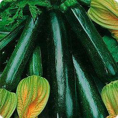 Zucchini Black handsome