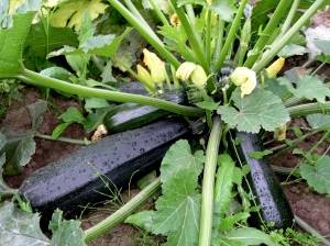 Zucchini Black handsome