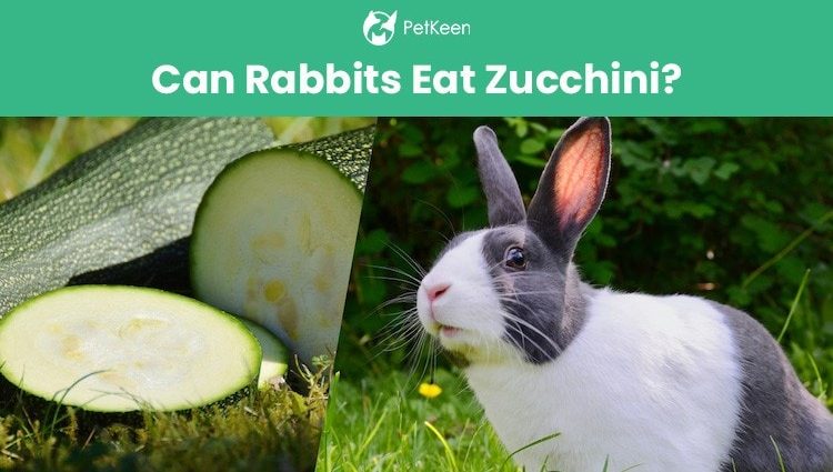 Zucchini Bunny ear