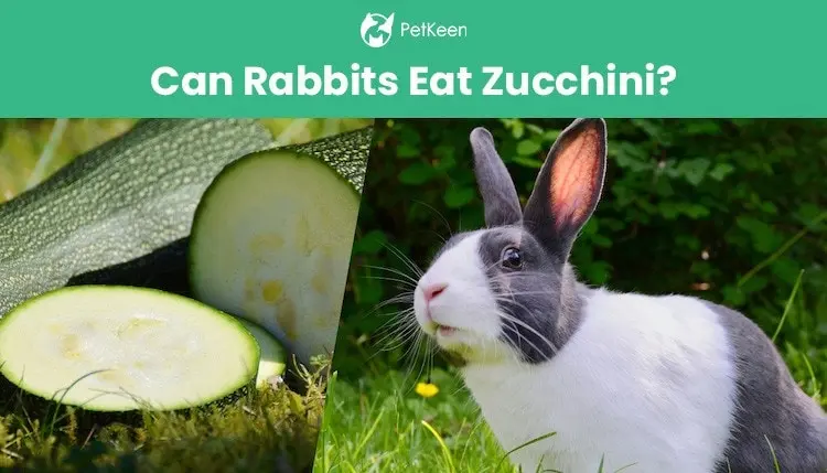 Zucchini Bunny ear