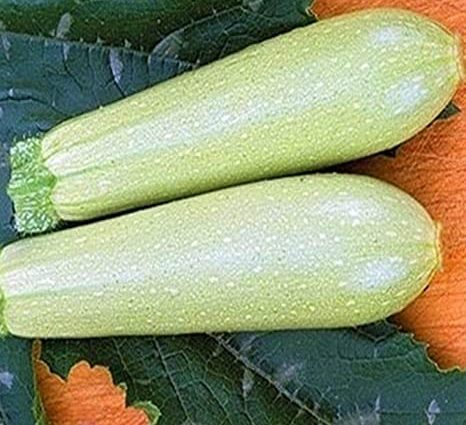 Zucchini Iskander F1