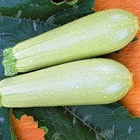 Zucchini Iskander F1