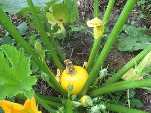 Zucchini Orange F1