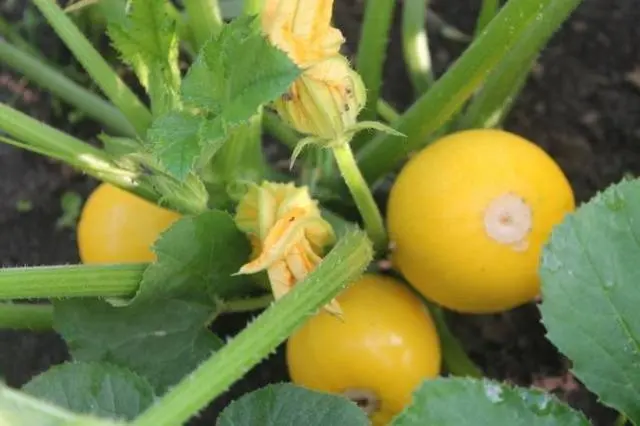 Zucchini Orange F1