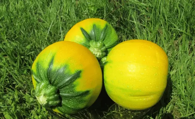 Zucchini Orange F1