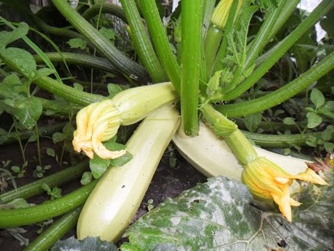 Zucchini parthenocarpic