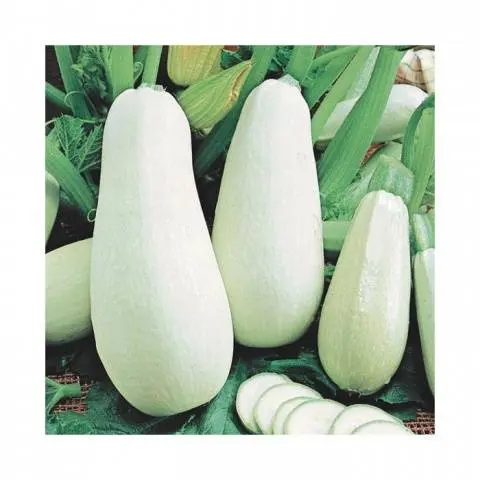 Zucchini parthenocarpic