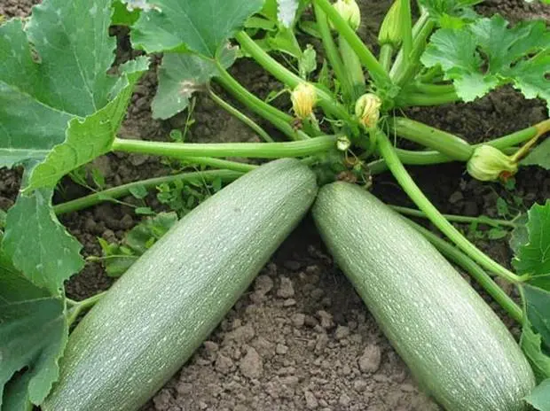 Zucchini parthenocarpic