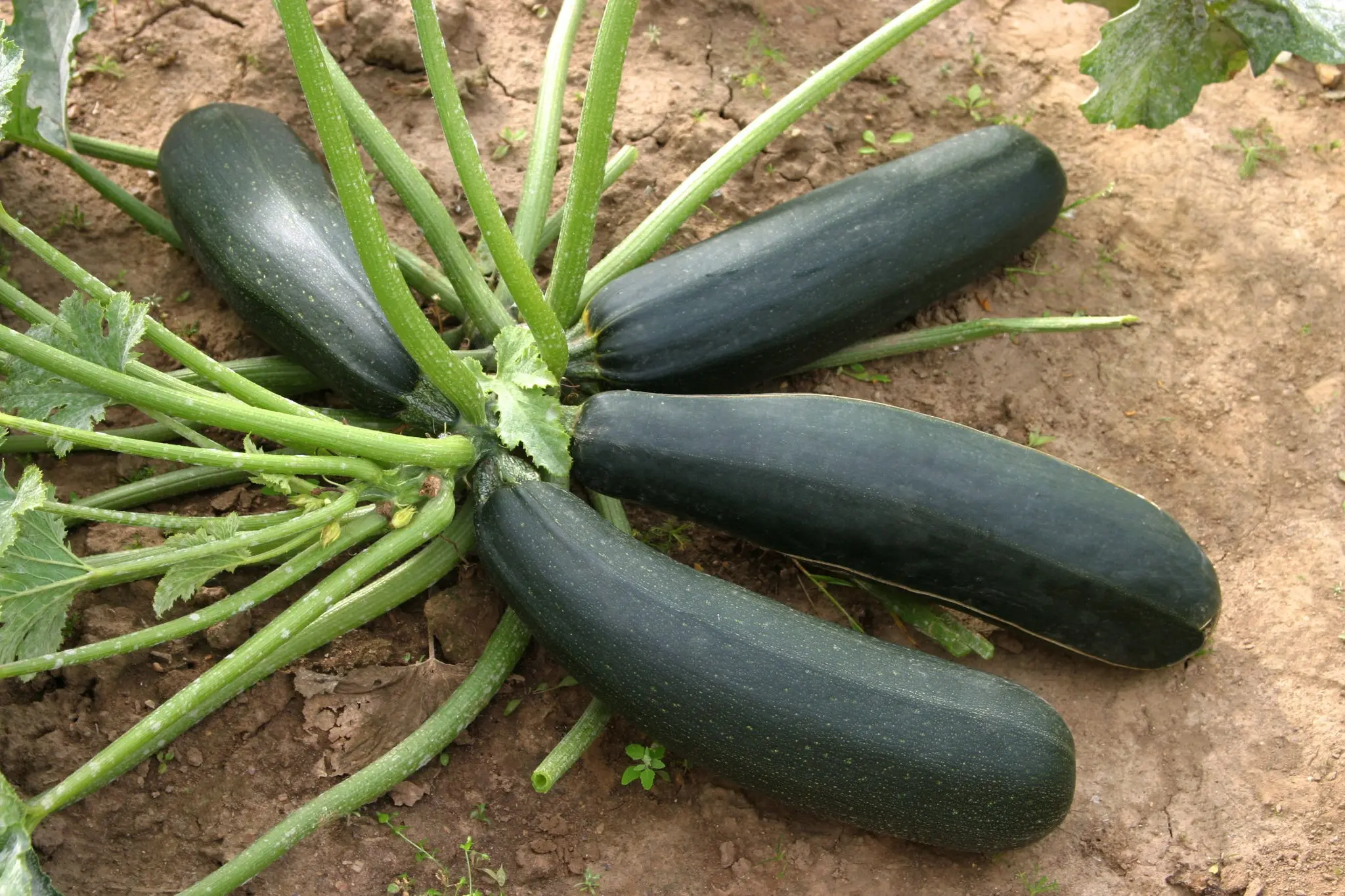 Zucchini Pharaoh