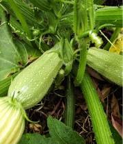 Zucchini Scilla F1