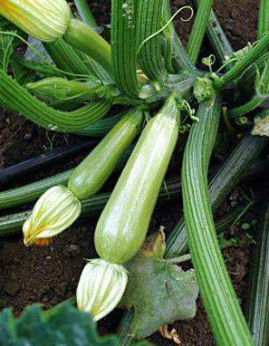 Zucchini Scilla F1