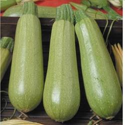 Zucchini Scilla F1