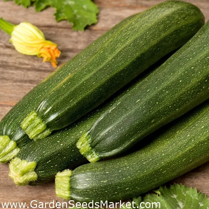 Zucchini Scilla F1