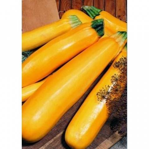 Zucchini squash: the best varieties