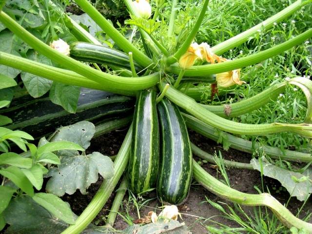 Zucchini squash: the best varieties