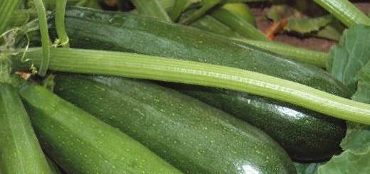 Zucchini squash: the best varieties