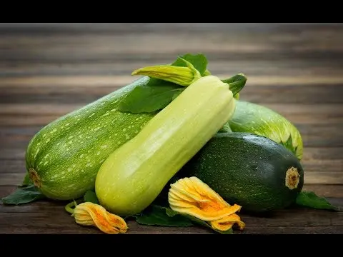 Zucchini squash: the best varieties for open ground with a photo and a description of the benefits + cultivation and care