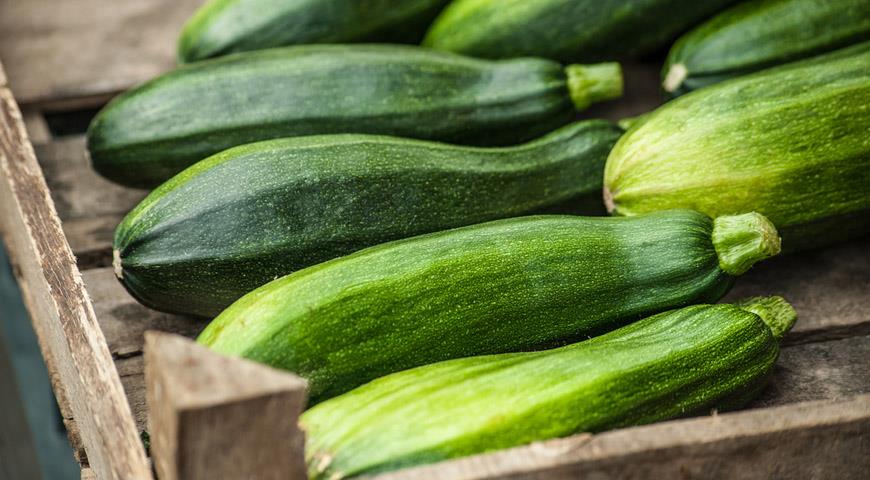 Zucchini squash: the best varieties for open ground with a photo and a description of the benefits + cultivation and care