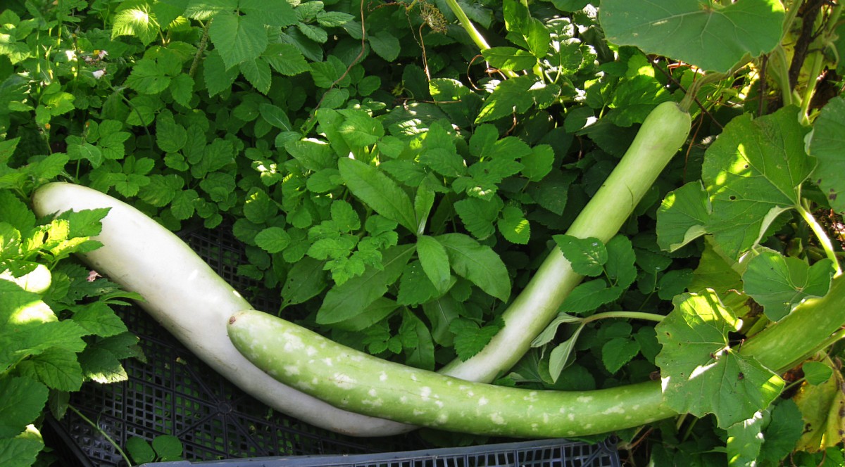 Zucchini squash: the best varieties for open ground with a photo and a description of the benefits + cultivation and care