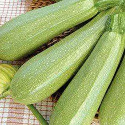 Zucchini Sukha F1