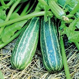 Zucchini Tigernut