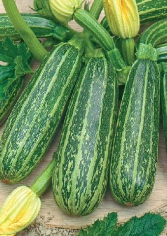 Zucchini Tigernut