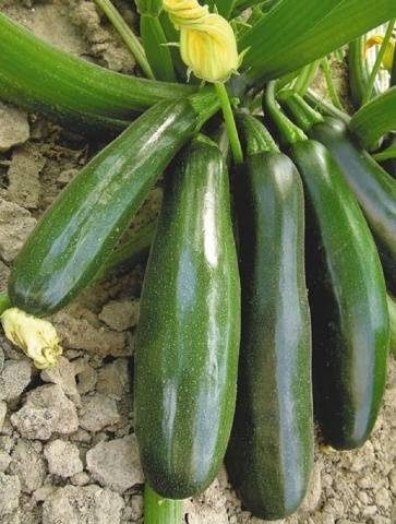 Zucchini zucchini