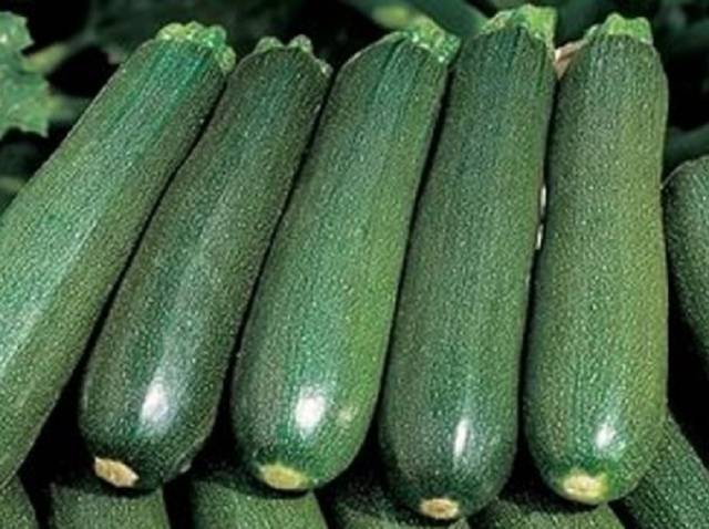 Zucchini zucchini