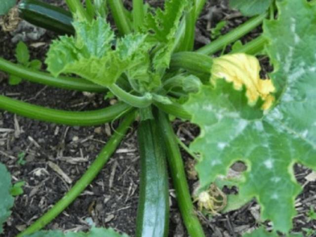 Zucchini zucchini