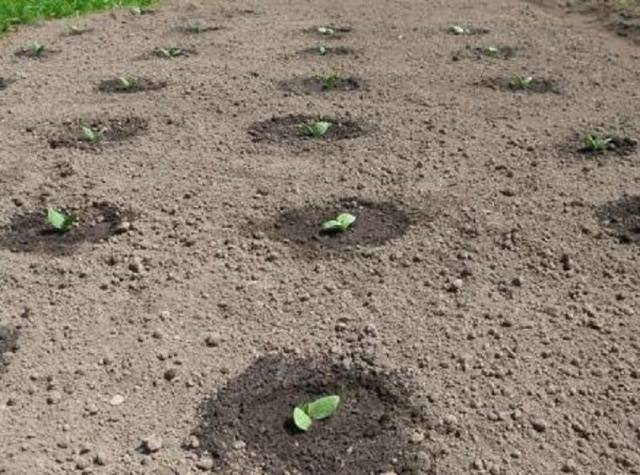 Zucchini zucchini