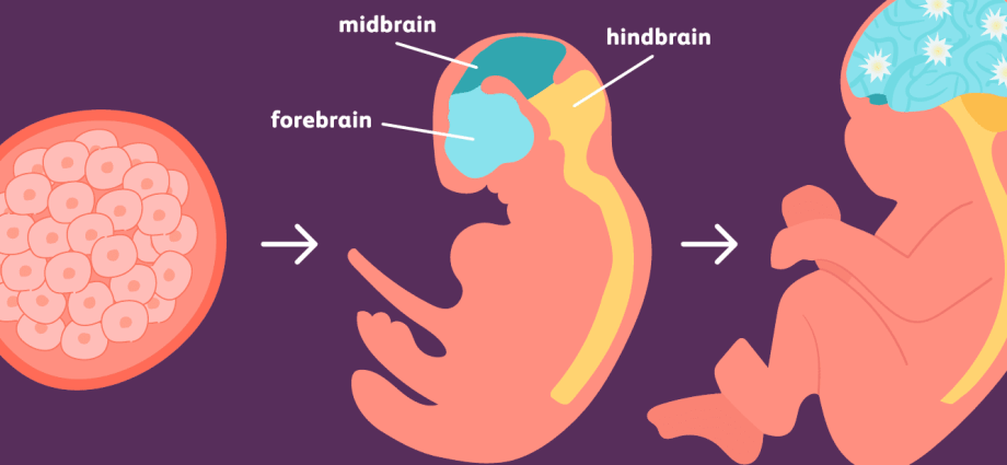 Zygote, embryo and embryo &#8211; the development of a child in the early stages after conception