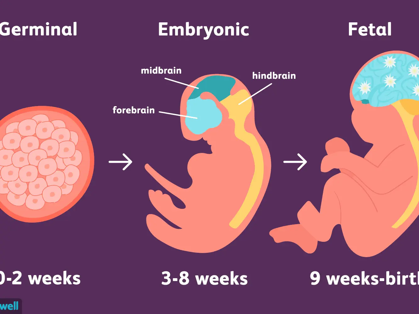 Zygote, embryo and embryo &#8211; the development of a child in the early stages after conception