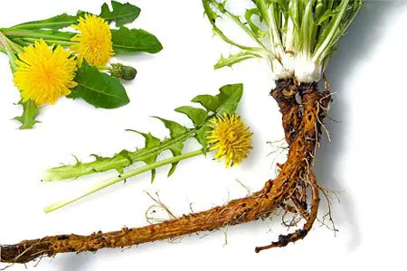 15 herbs for immunity with powerful antiviral activity