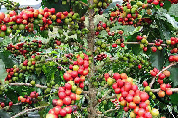 A coffee tree