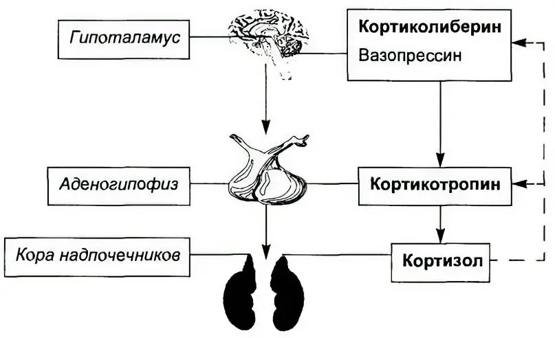 ACTH: what is this hormone and what is it responsible for?