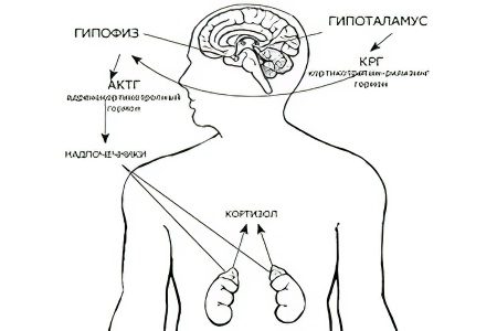 ACTH: what is this hormone and what is it responsible for?