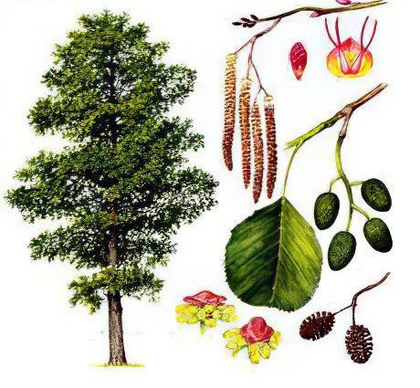 Alder