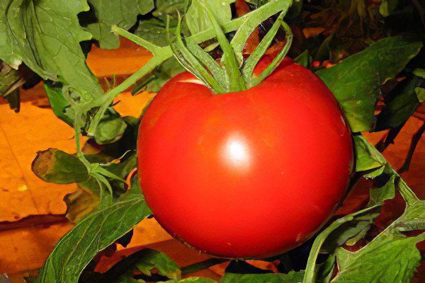 All varieties of tomatoes with a photo