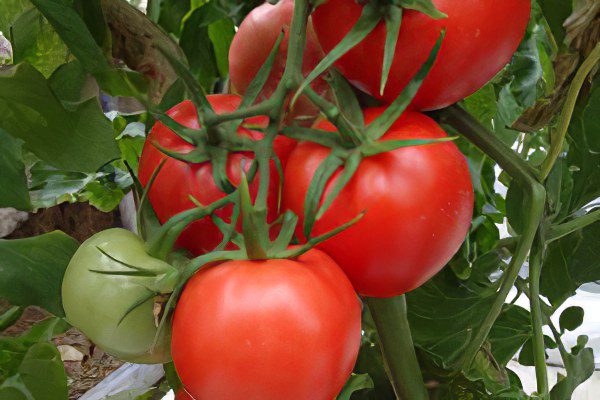 All varieties of tomatoes with a photo